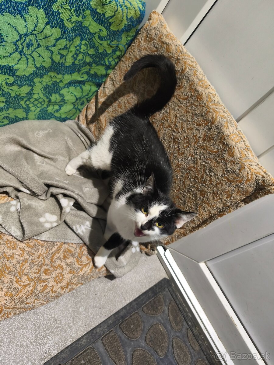 Darujem mačiatko - 3