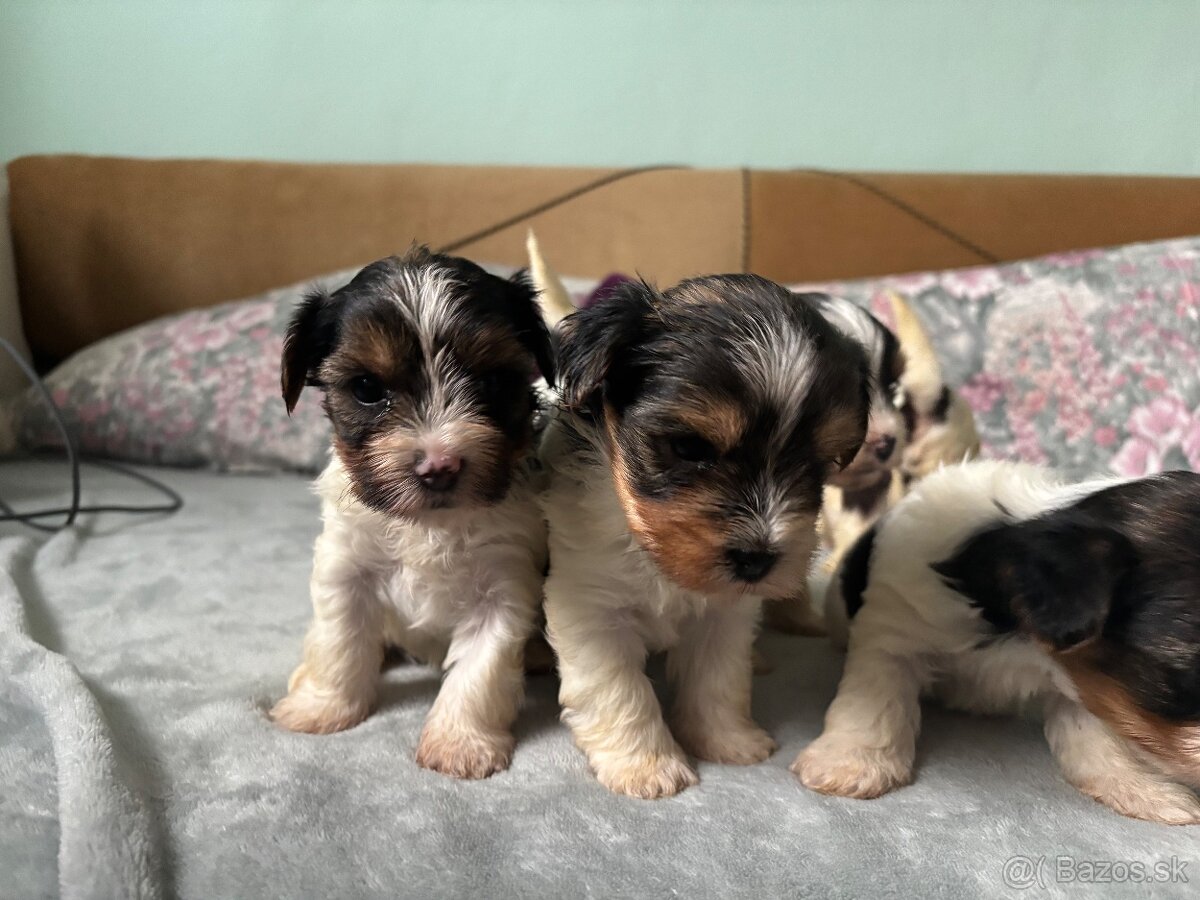 Biewer yorkshire terier - 3