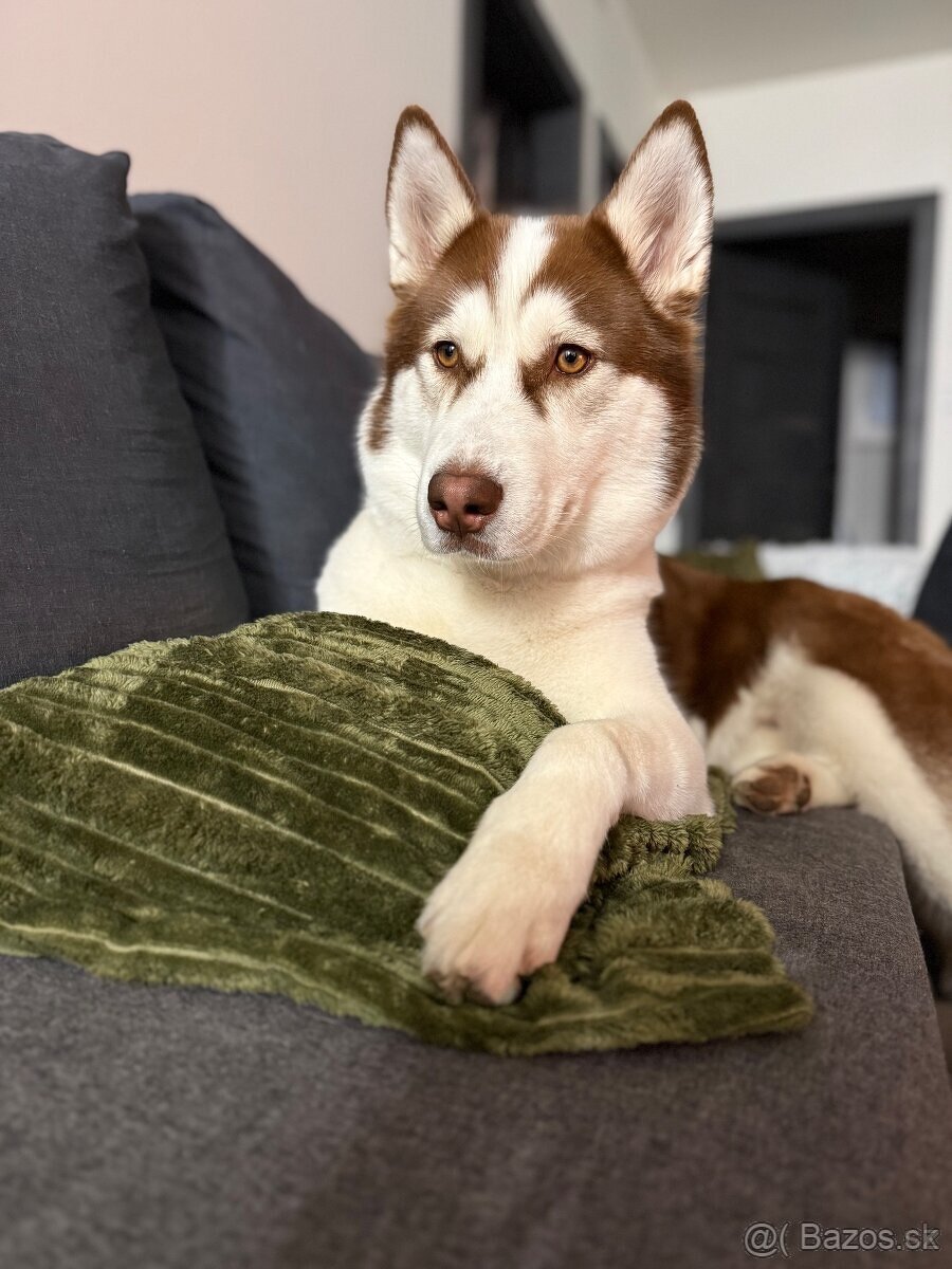 Husky šteniatka-rezervácia - 3