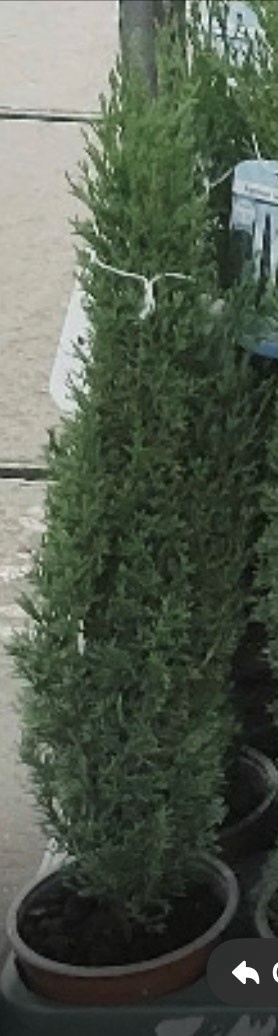 Predám stĺpovité cyprušteky – Cyprus Totem - 3