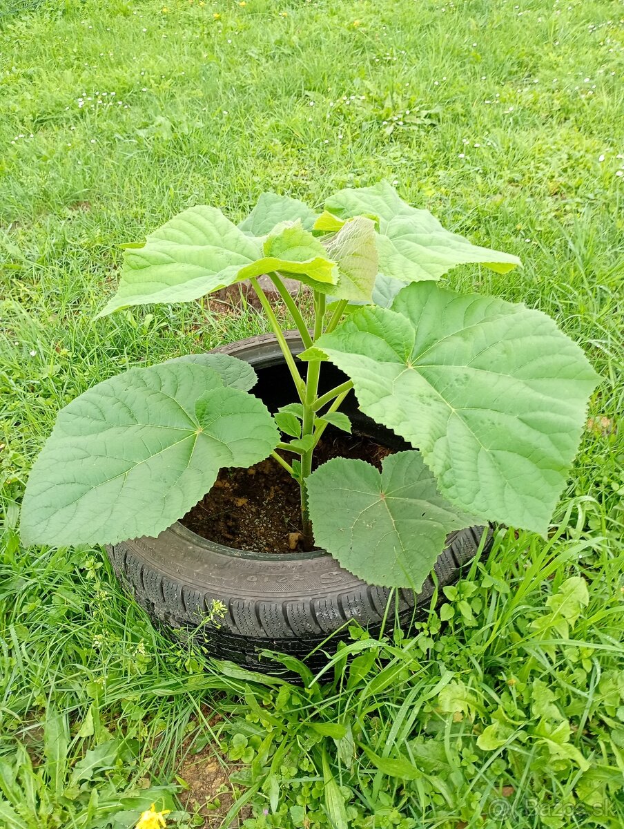 Paulovnia sadenice - 3