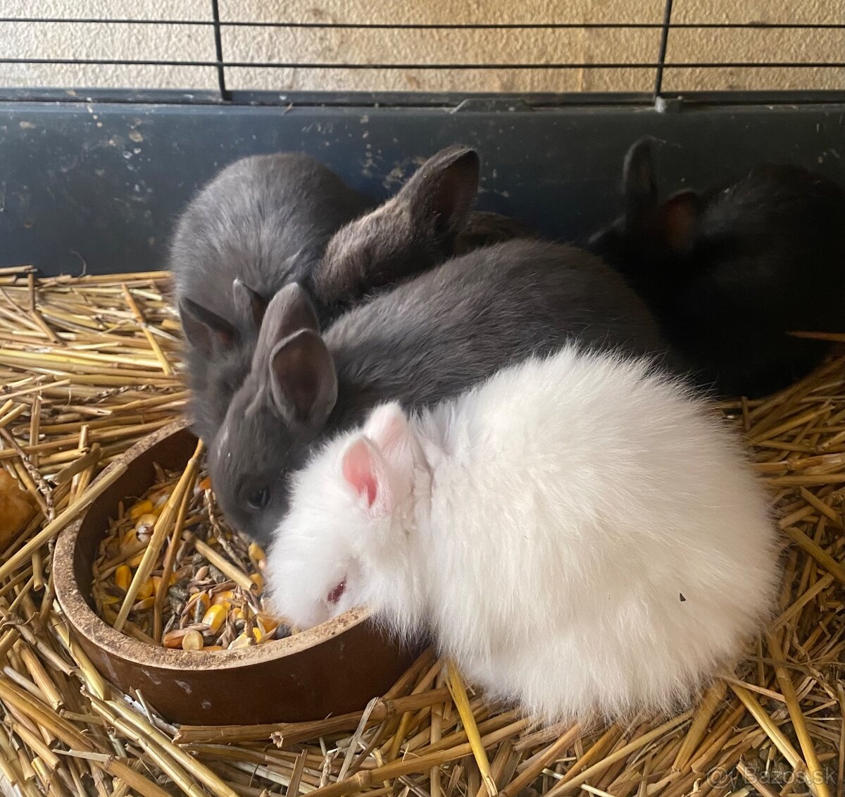 Trpaslíčie králiky - 3