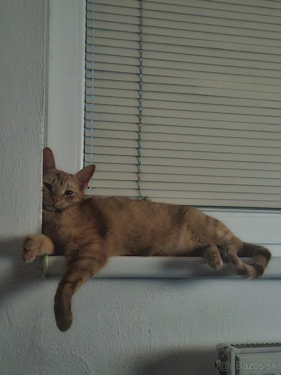 Kocúr Yuki a Oli - 3
