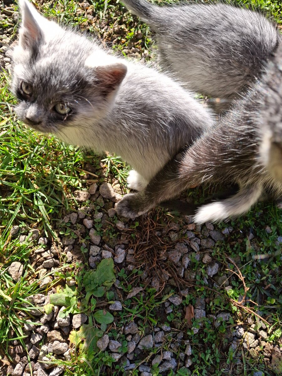 Darujem mačiatka - 3