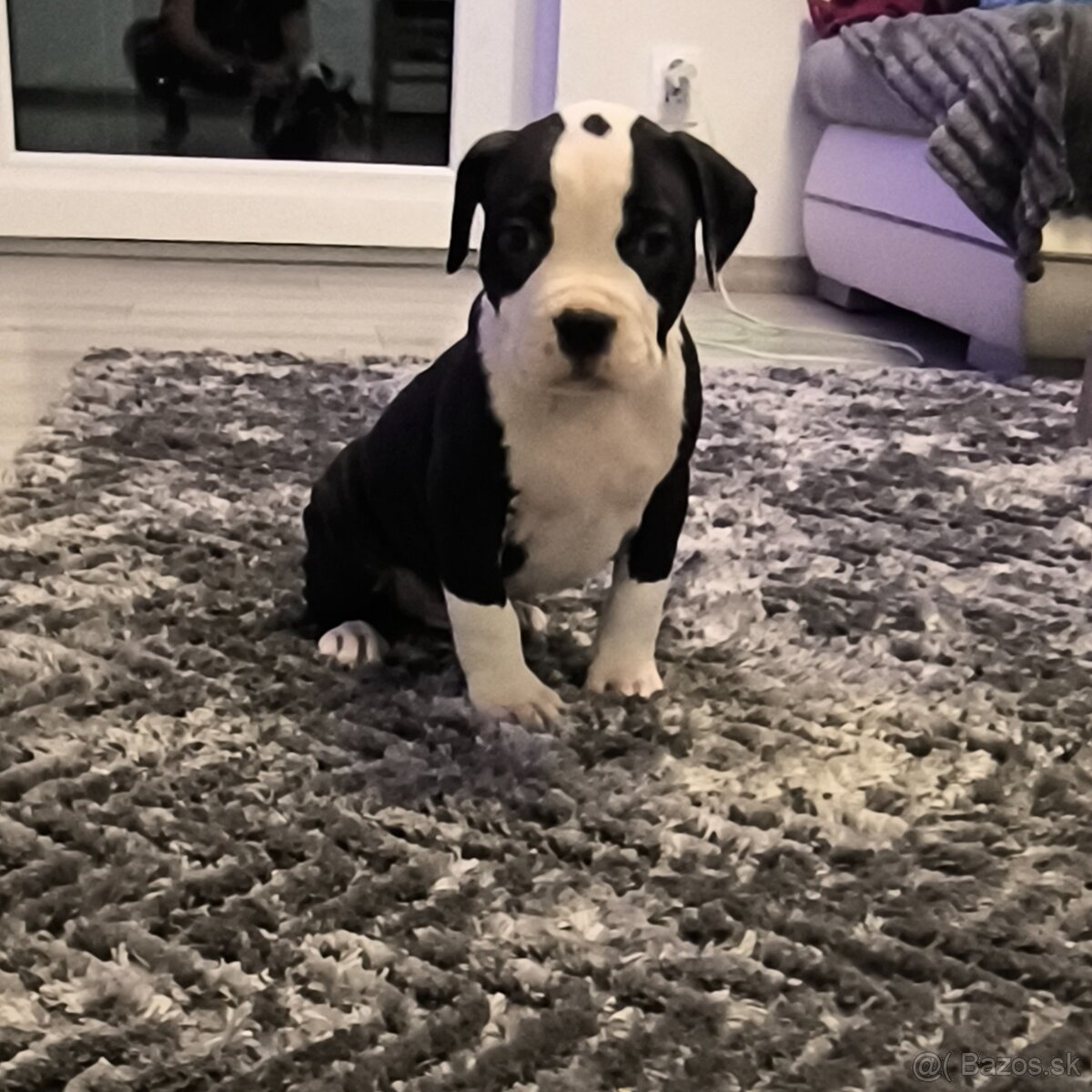 American bully XL - 3