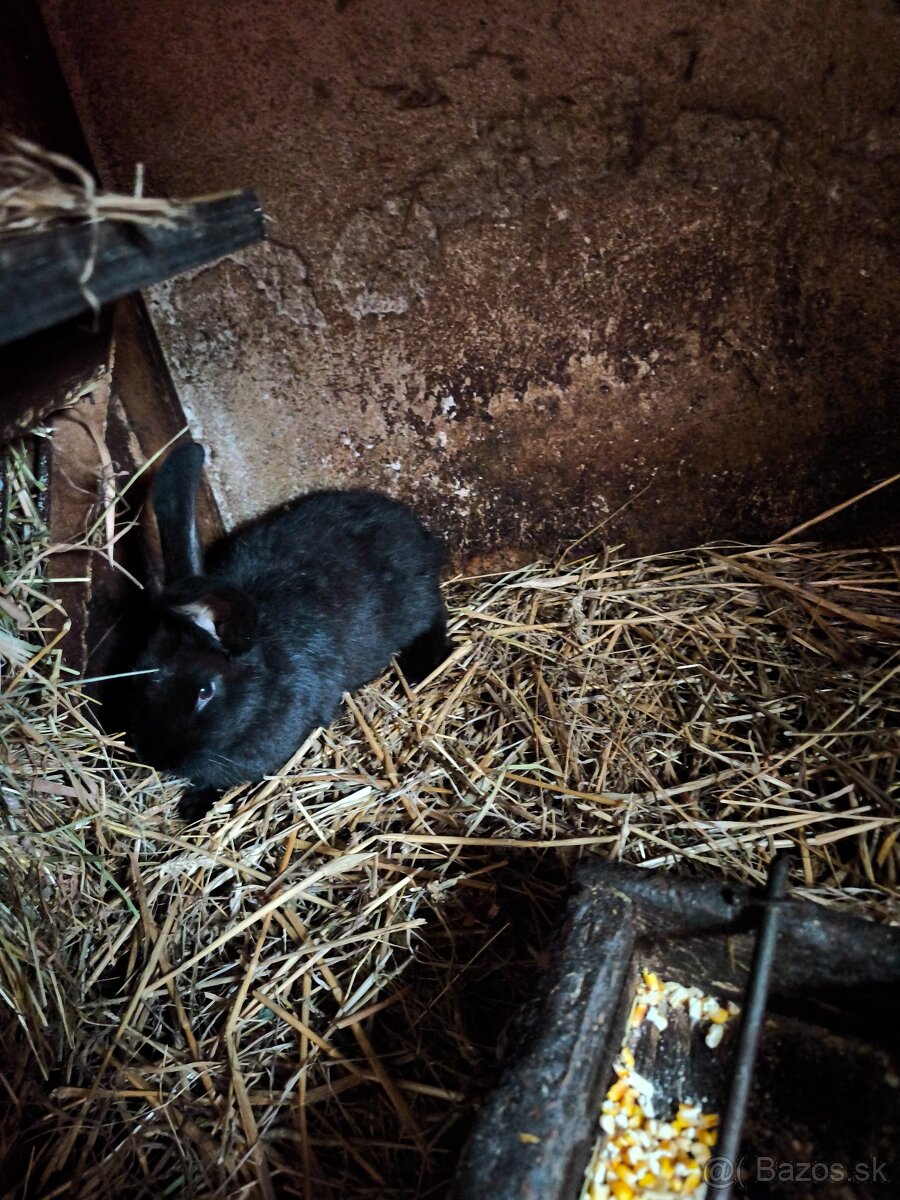 Nemecký obrovity strakač - 3