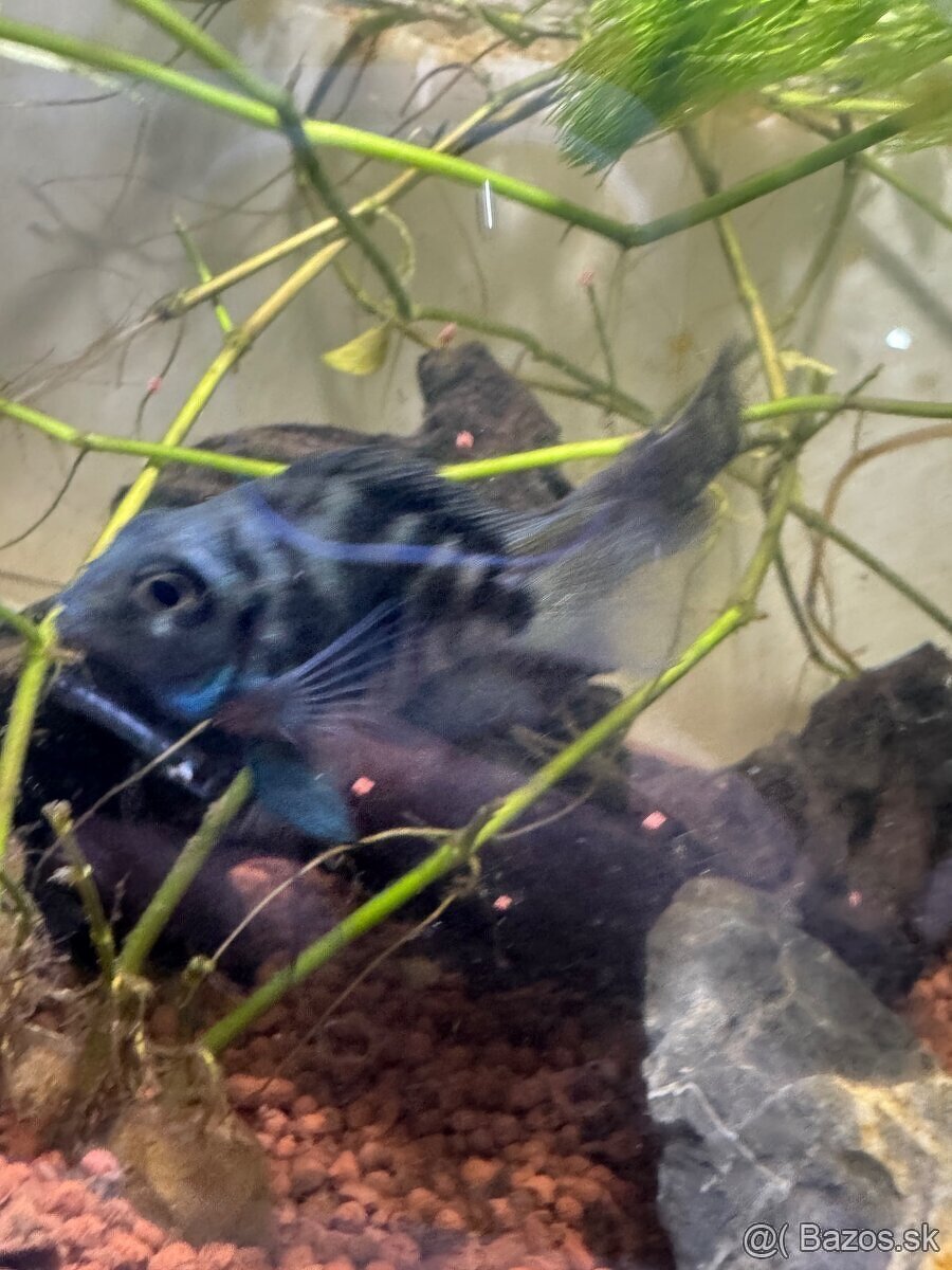 SÚRNE DARUJEM CICHLIDY MINI PARROT - 3