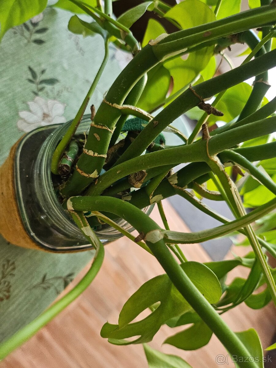 Rhaphidophora tetrasperma (Monstera Minima) - 3
