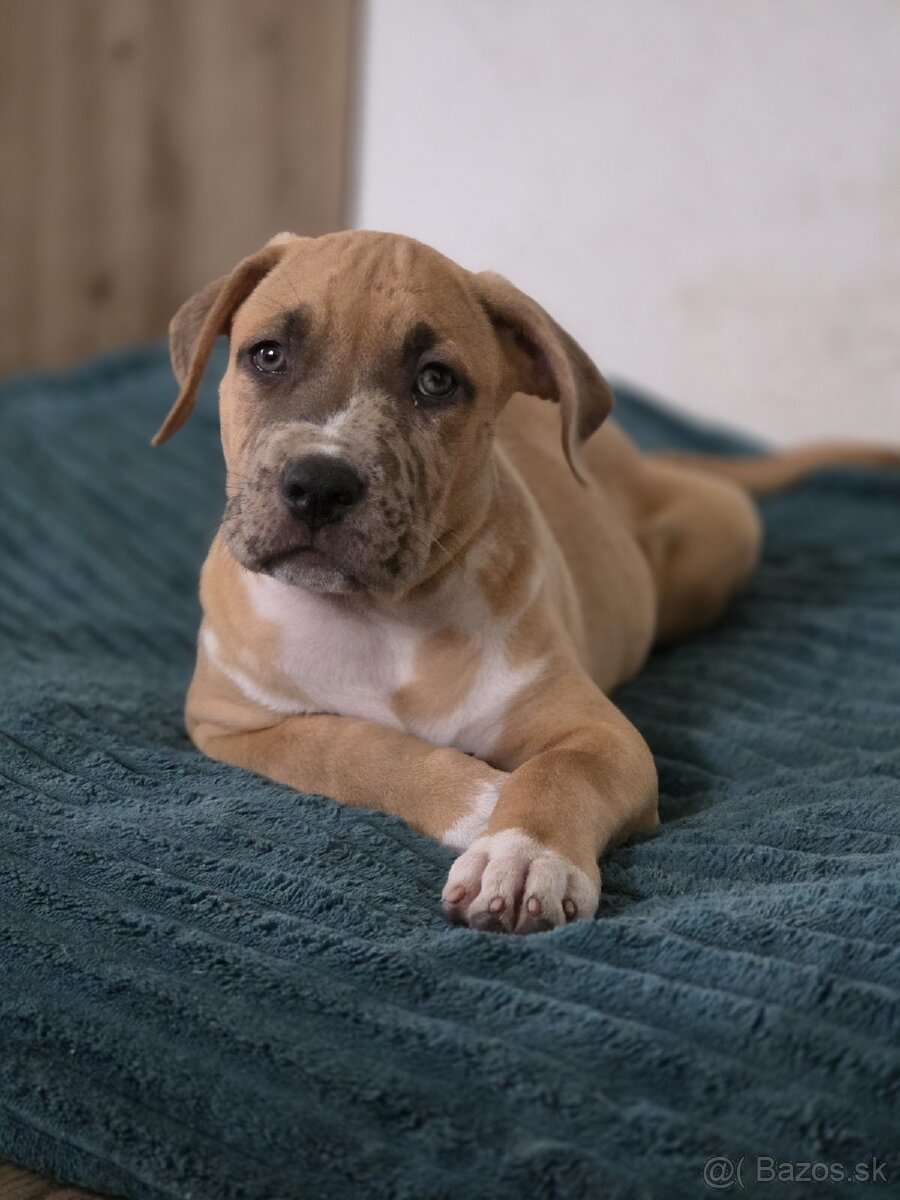 American Bully XL s PP - 3