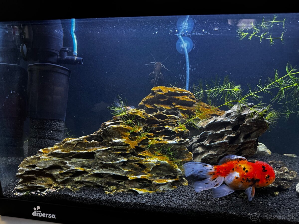 Diversa 60L - 3