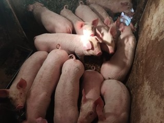 Predám krásne odstavcata - 3