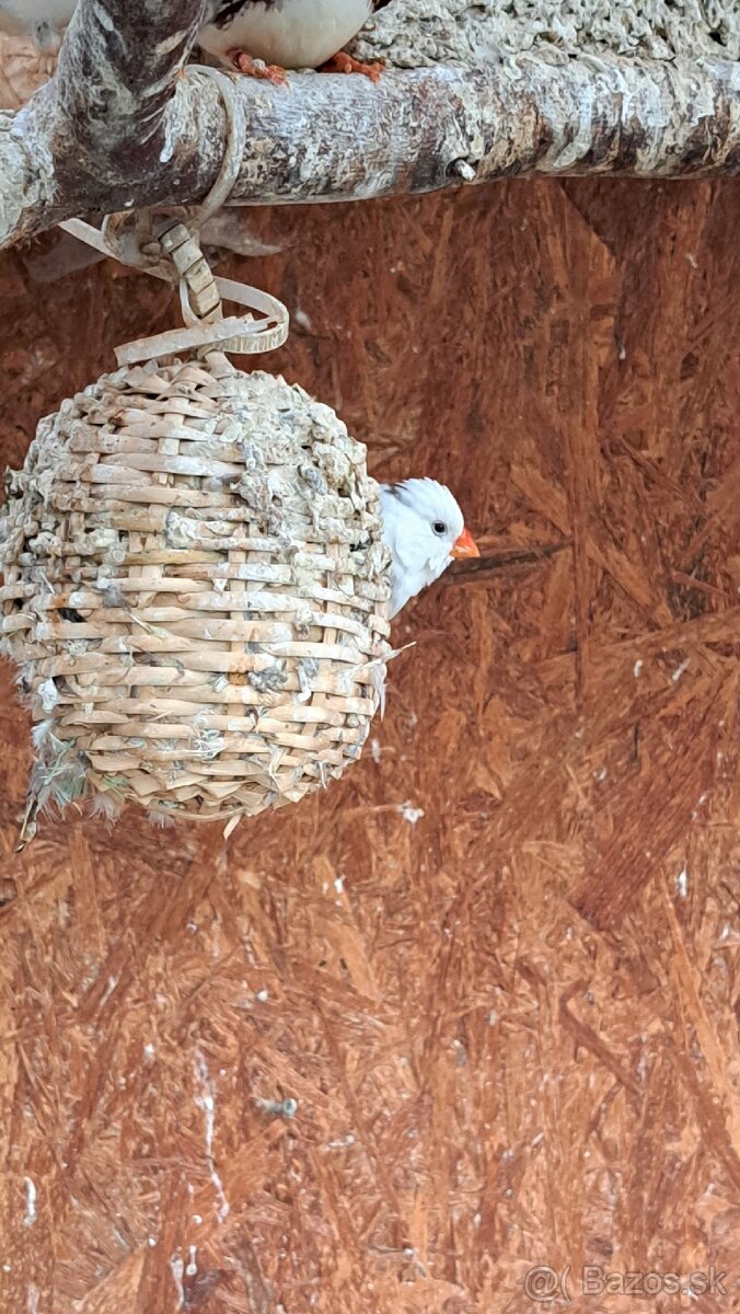 Predám zebricky a pestunky - 3