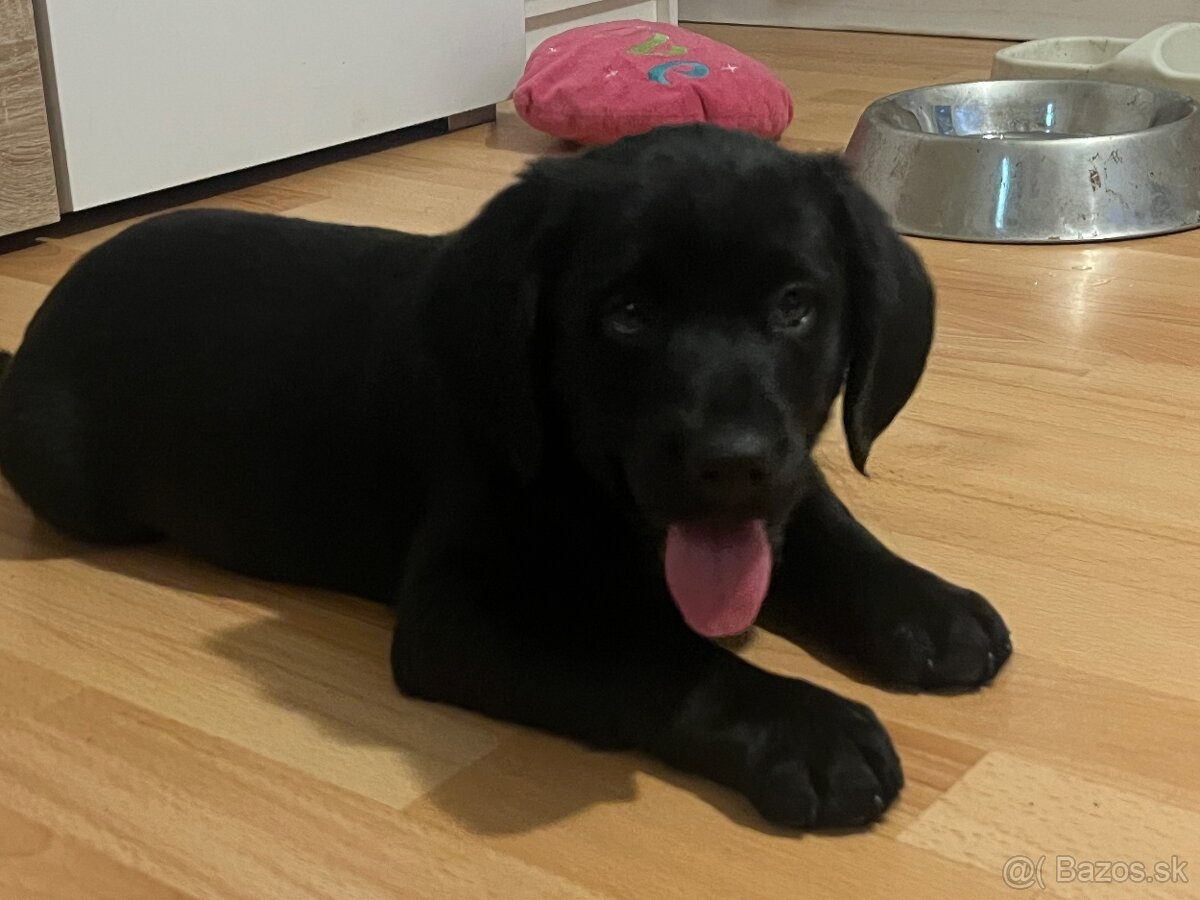 Šteniatka tatranskeho duriča - 3