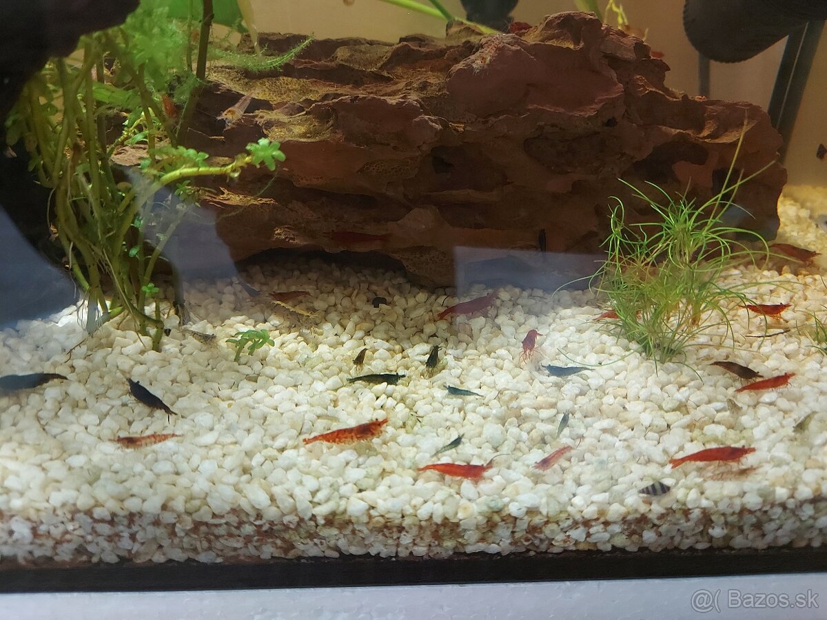 Mini krevetky neocaridina - 3