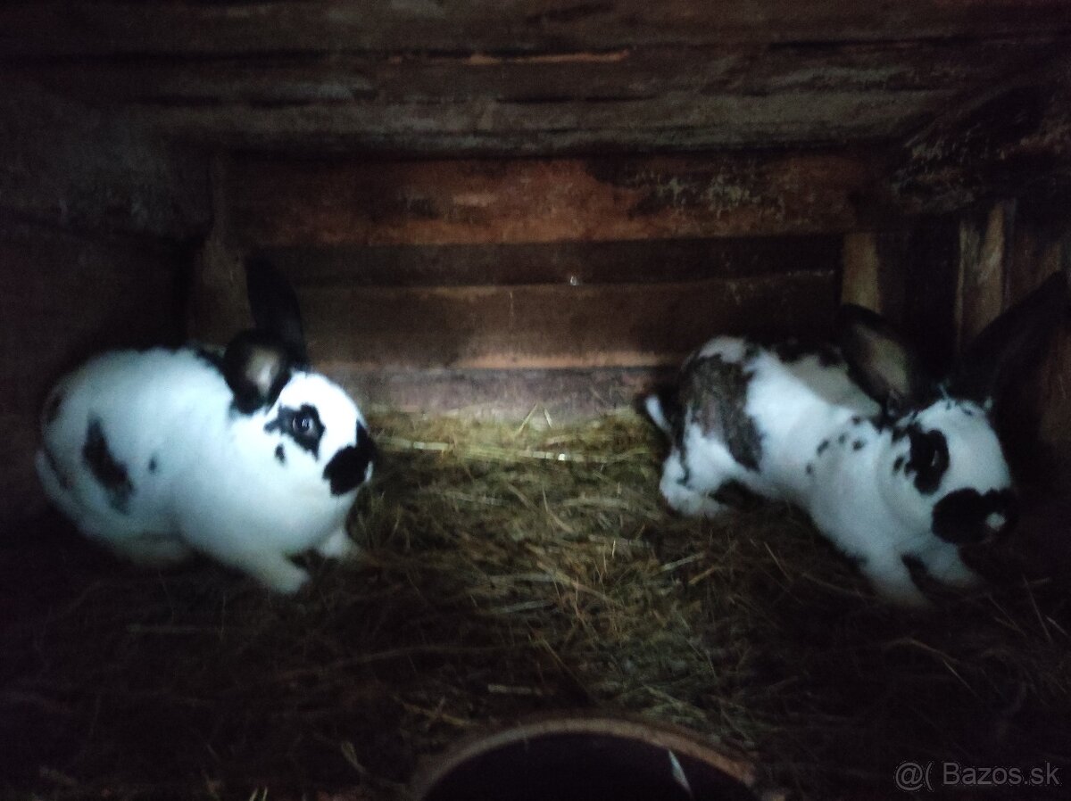 Strakaté králiky - 3