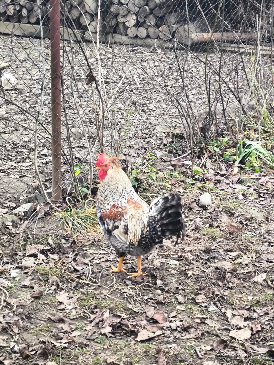 Kohúty Cream Legbar - 3