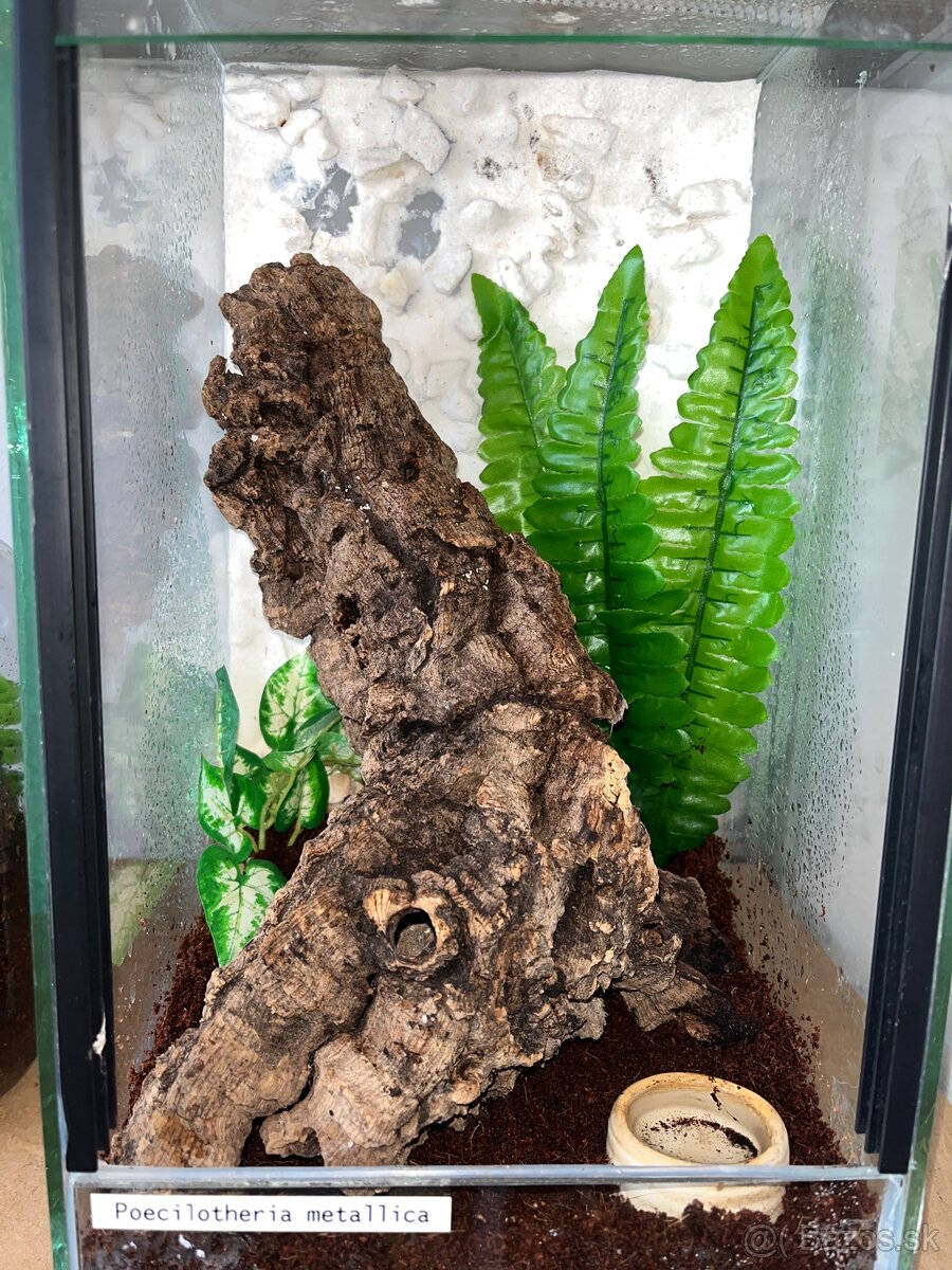 Terárium - 3