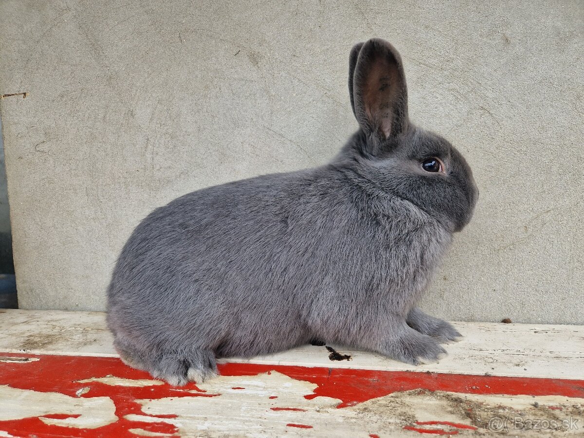 Holíčsky modrý - 3