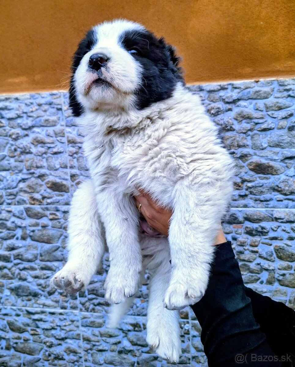 Stredoázijský ovčiak- šteniatká - 3