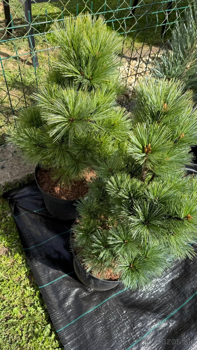 Borovica hladká Secrest 50 cm - 3