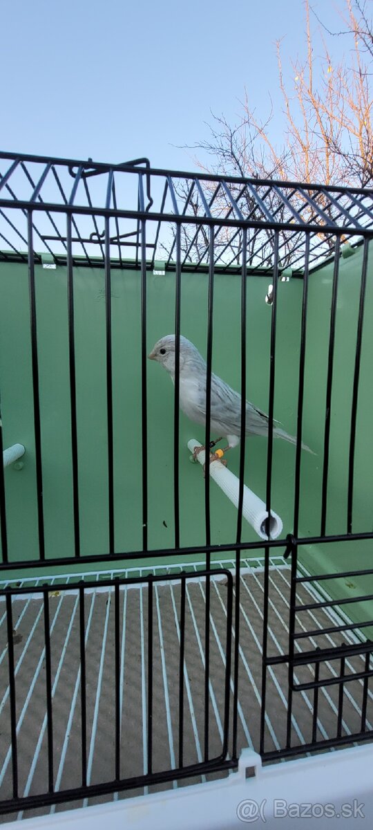 Predám Kanáriky,Kanáre - 3