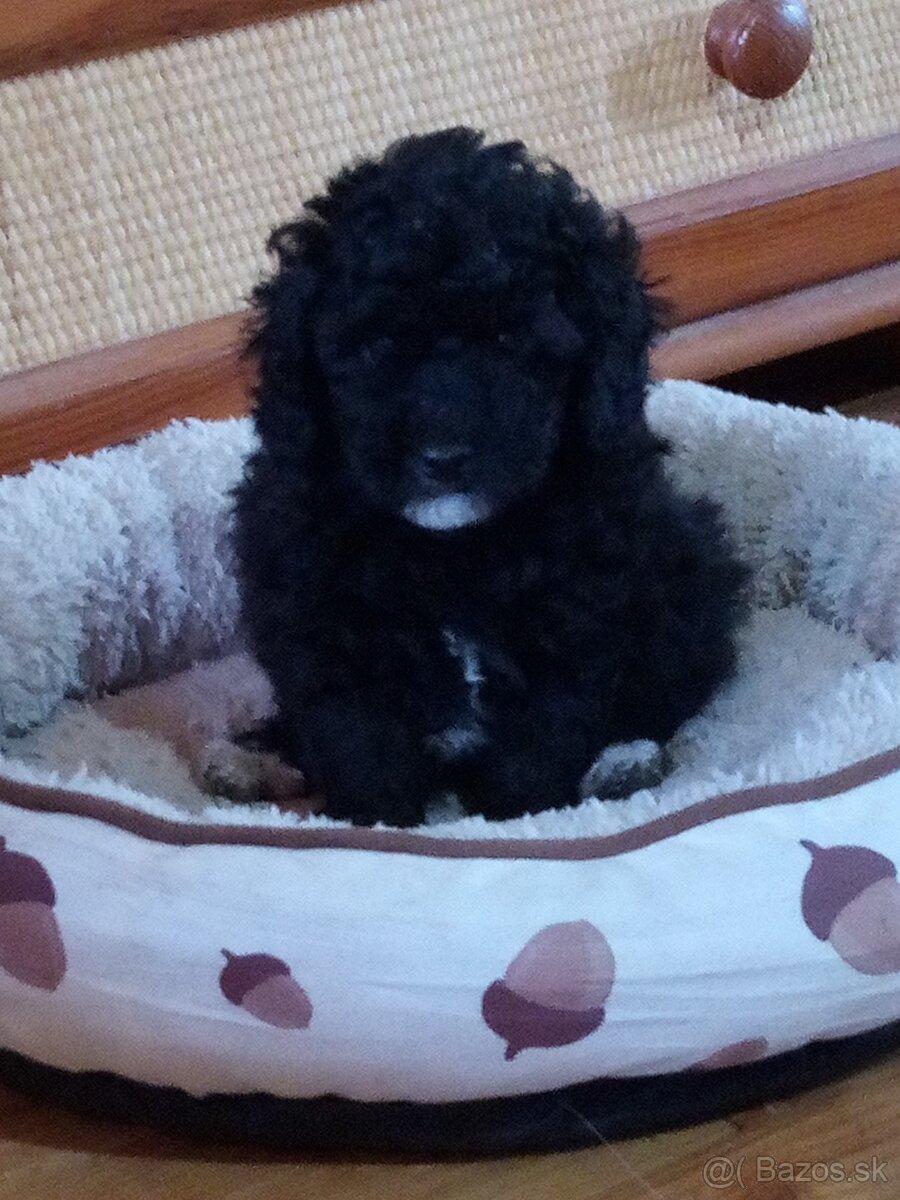 Pudel dvojfarebný - 3