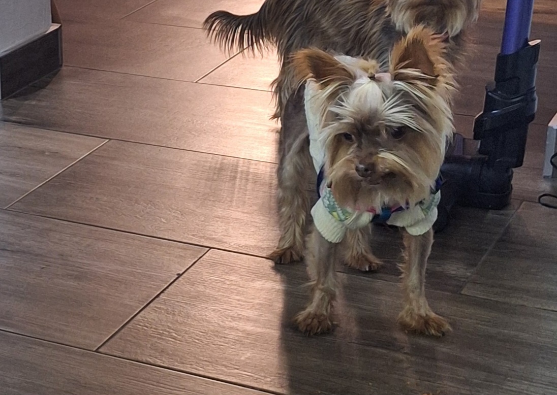 Yorkshirsky terier - 3