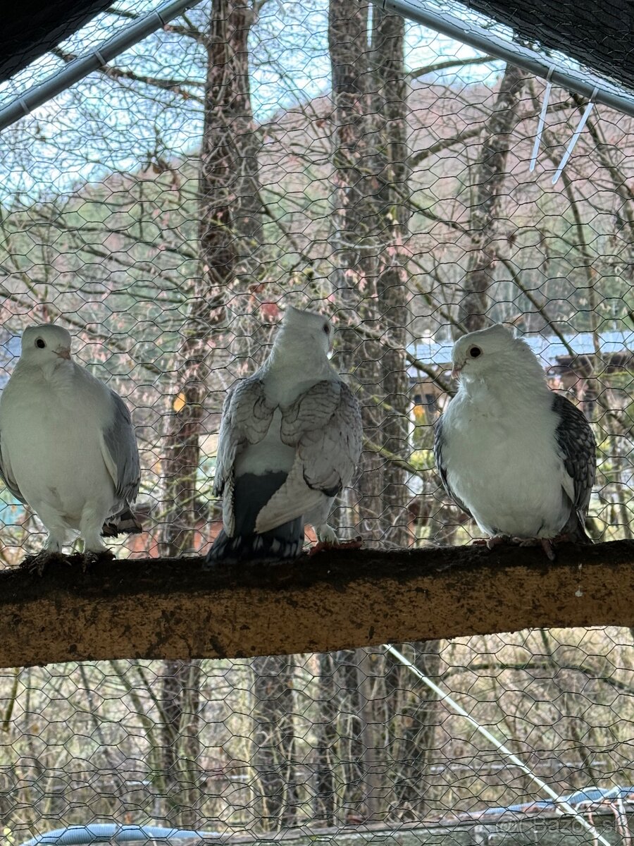 Starorientálne sovky - 3