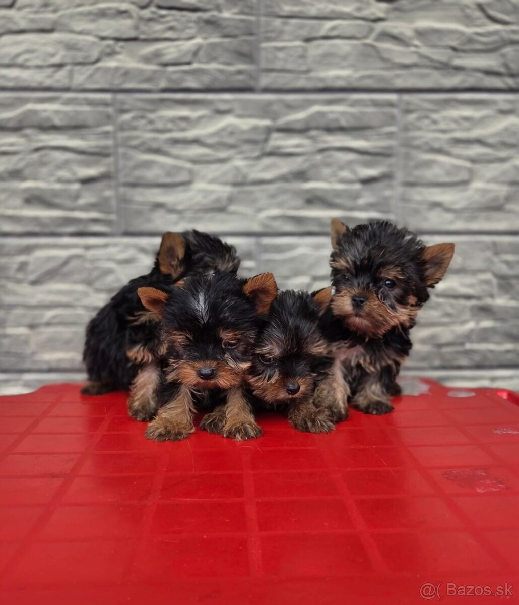 Yorkshirsky terier - 3