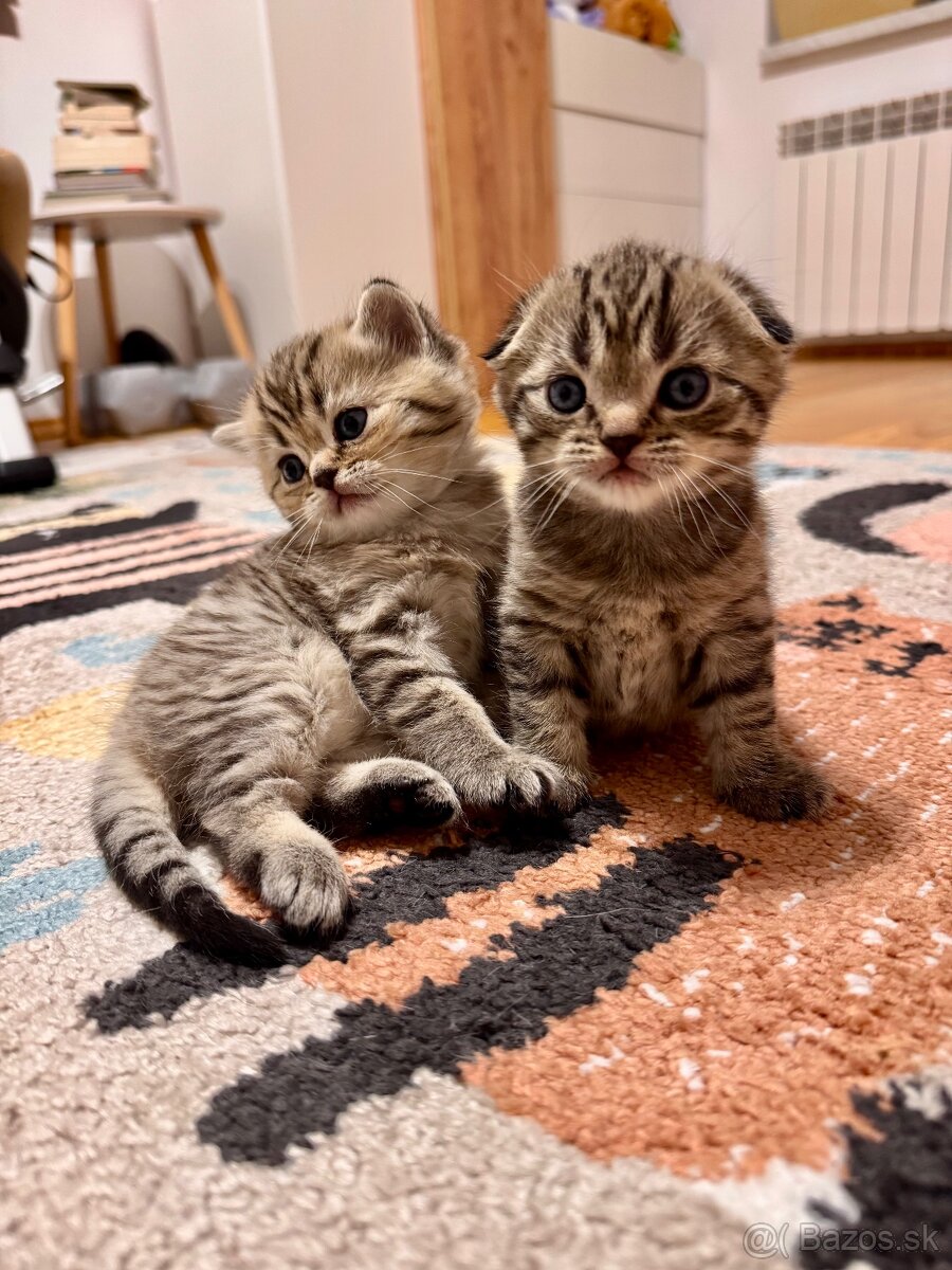 Scottish fold, straight, škótske mačiatka s PP - 3