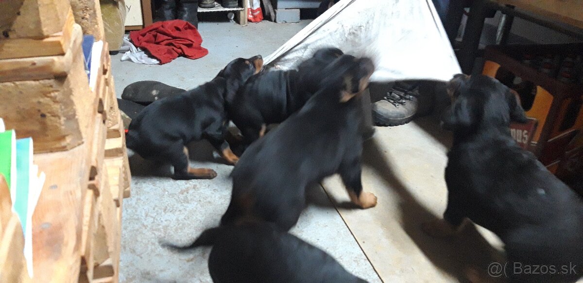 Šteniatka slovenský kopov - 3