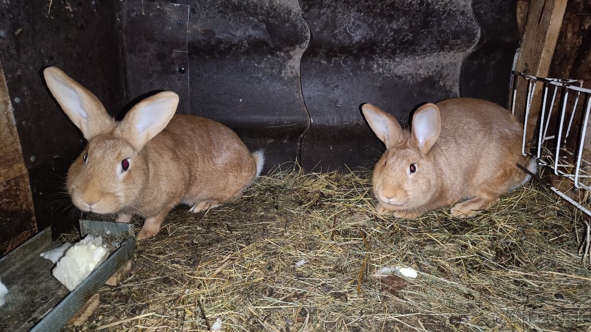 Predám Burgundského králika - 3