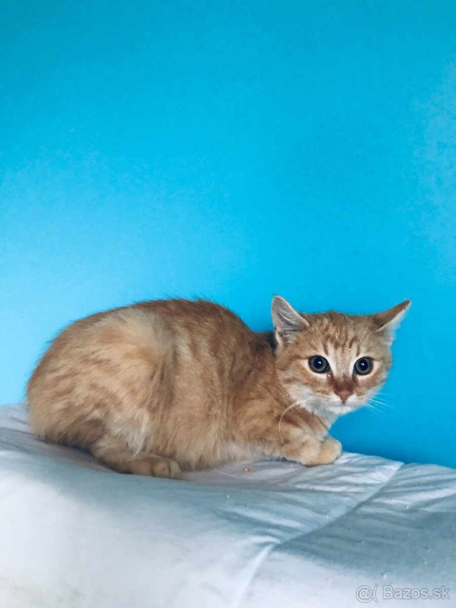 CLYDE SI HĽADÁ DOMOV VO VNÚTRI - 3