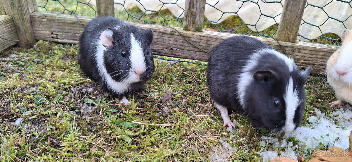 Predám morské prasiatka - 3