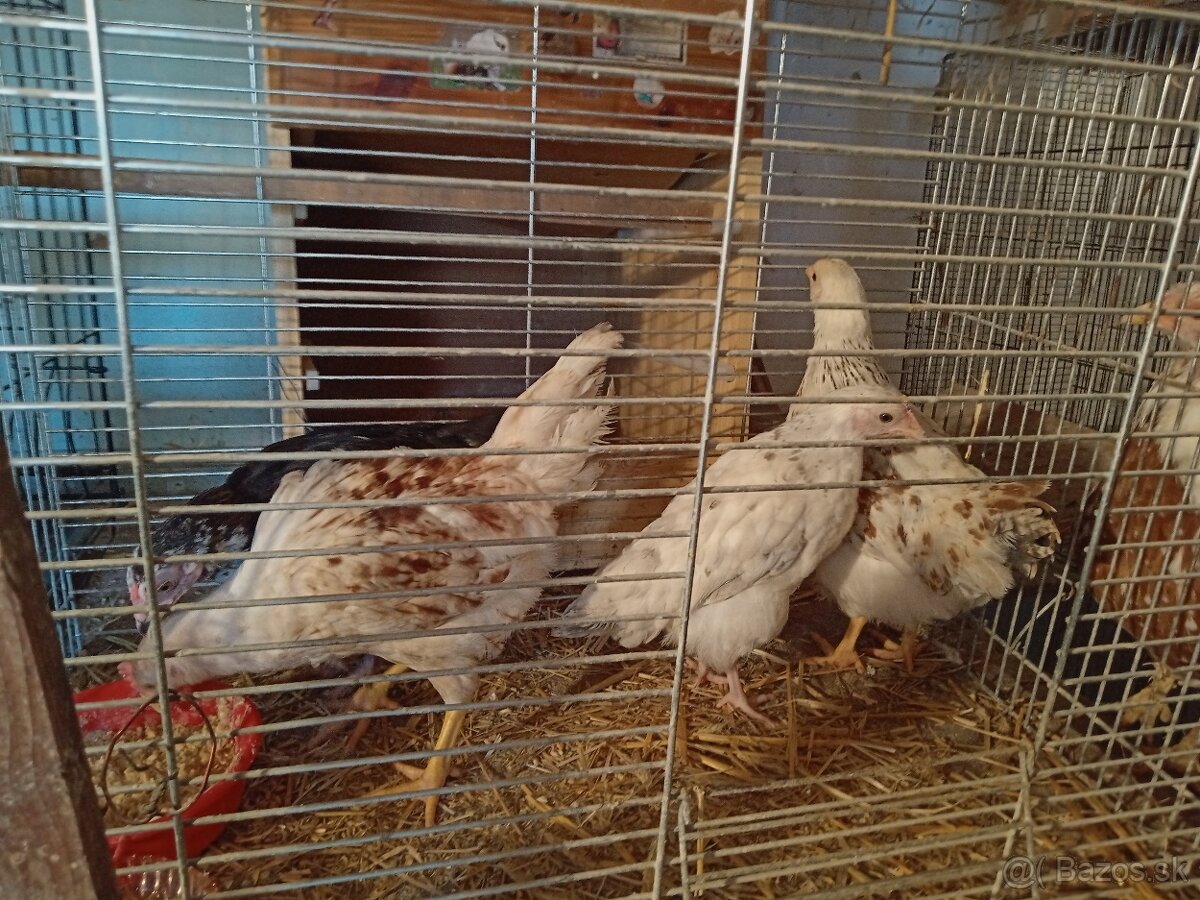 Predám 4 kuriatka - 3