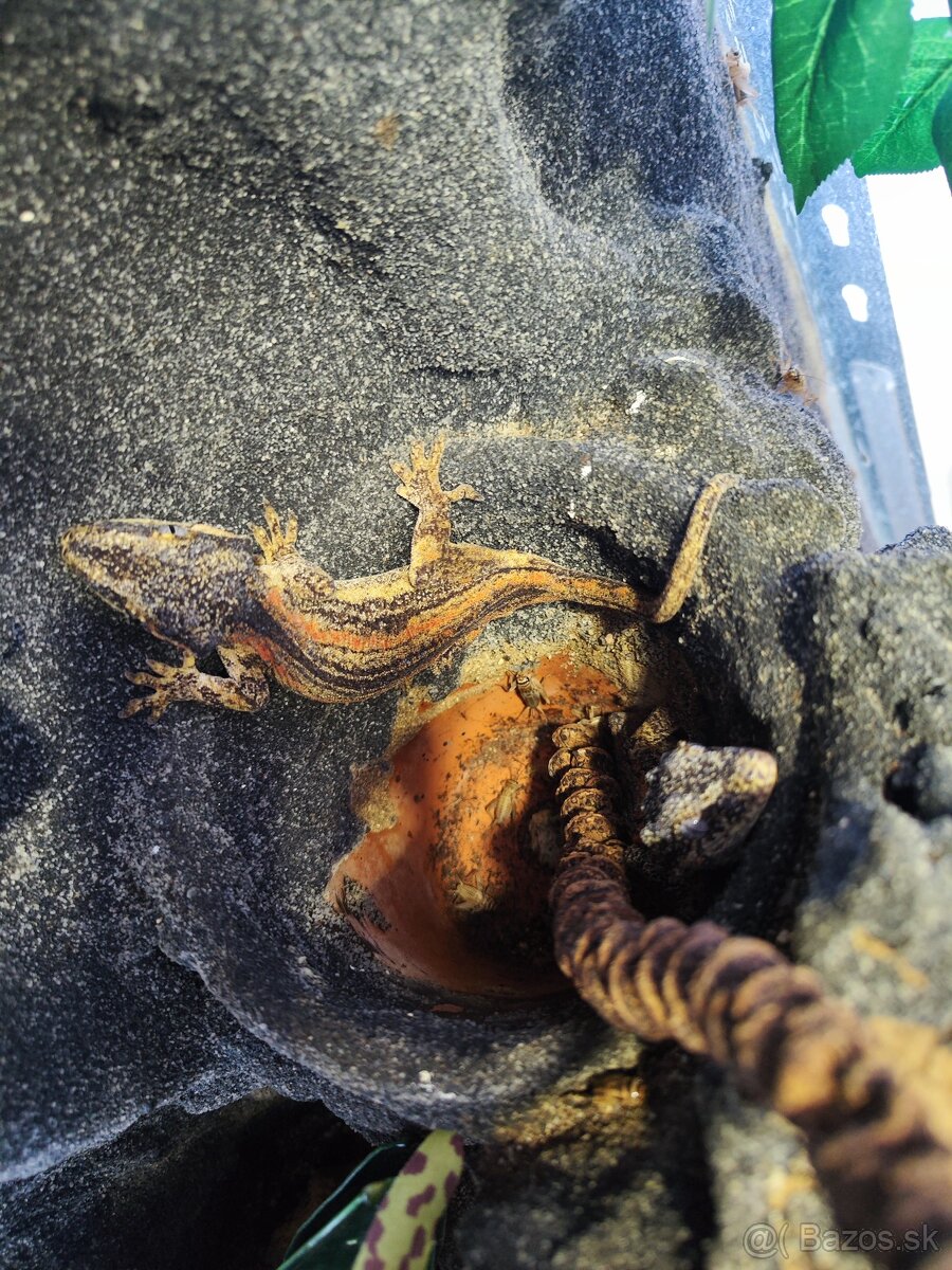Predám terarium s pagekonmi - 3