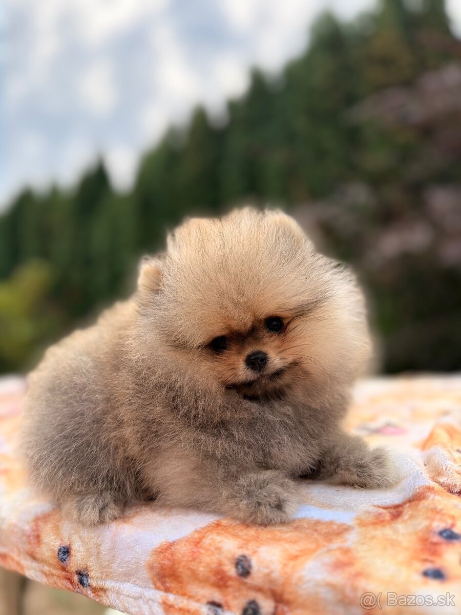 Pomeranian s PP - 3