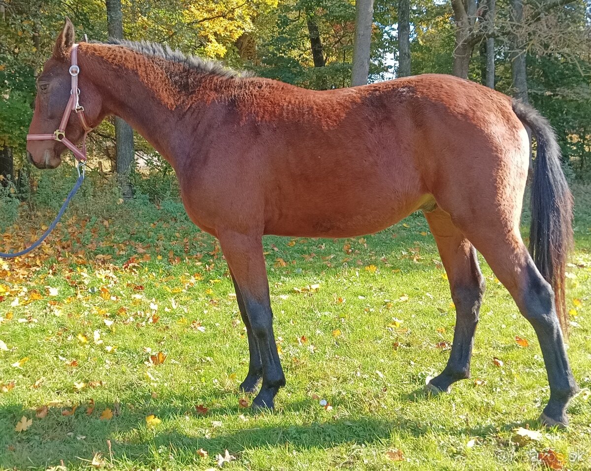 Dvouletý valach - 3