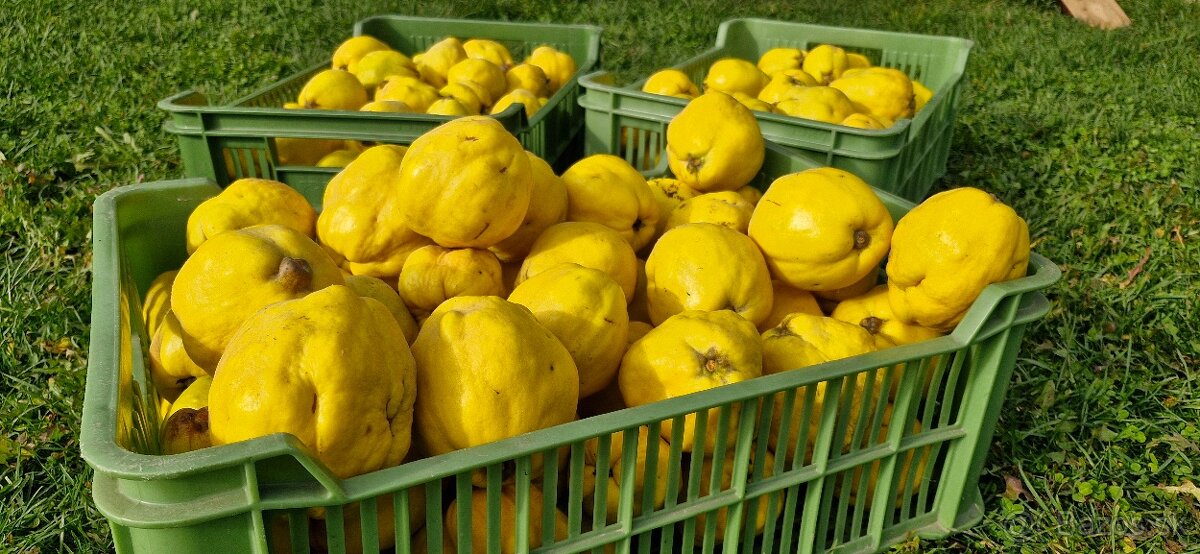 DULOVÝ SYR - SLADKÁ DULOVÁ POCHÚŤKA - 3