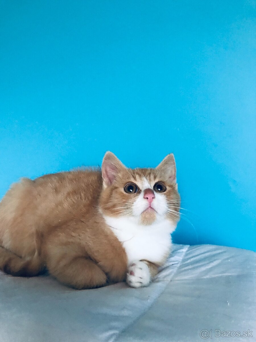 COOPER SI HĽADÁ DOMOV VO VNÚTRI - 3