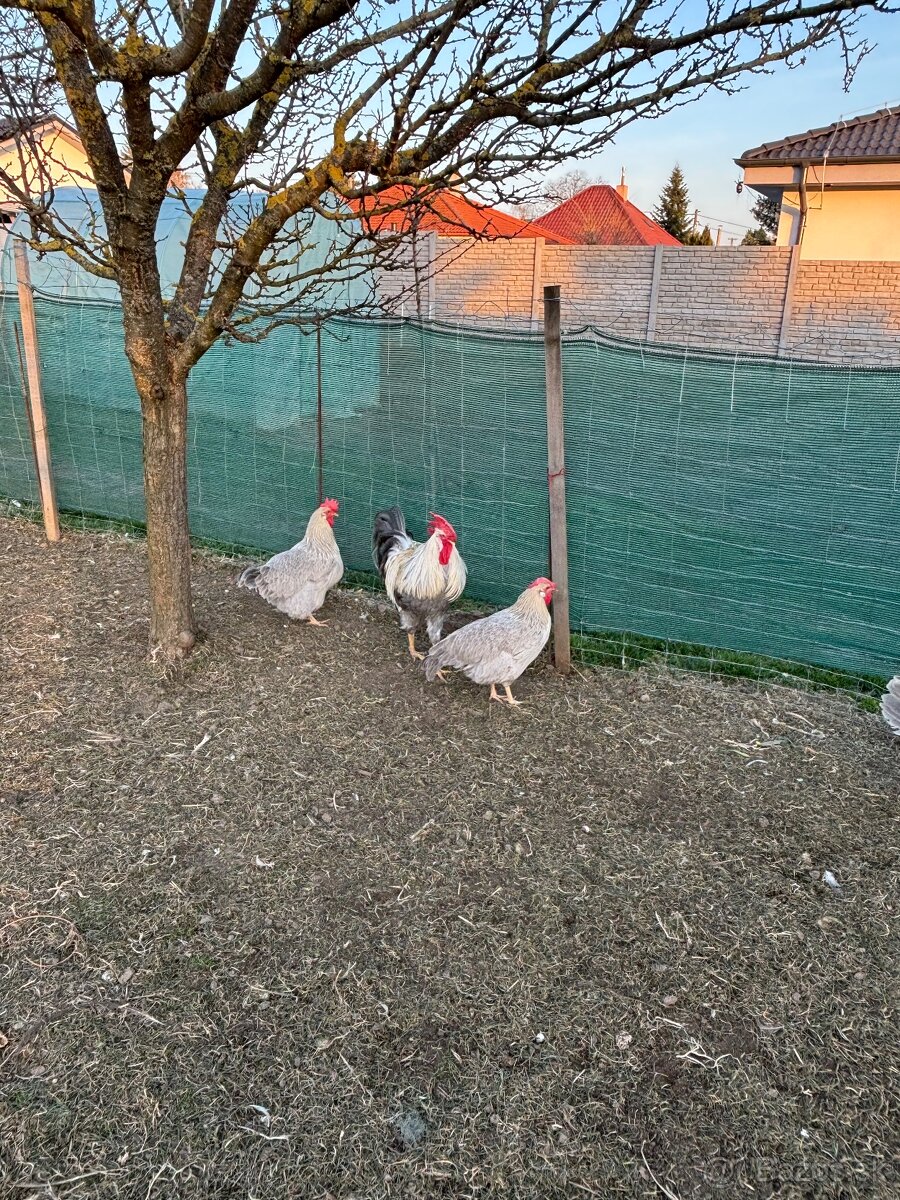 Nasadove vajíčka vlaska perloseda - 3