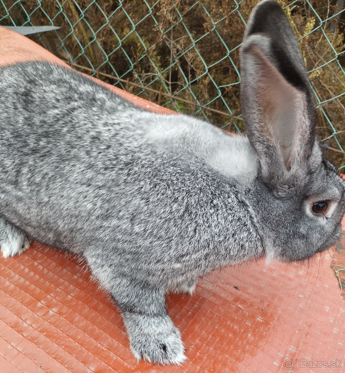 Cinčila Velka - Mäsové plemeno - 3