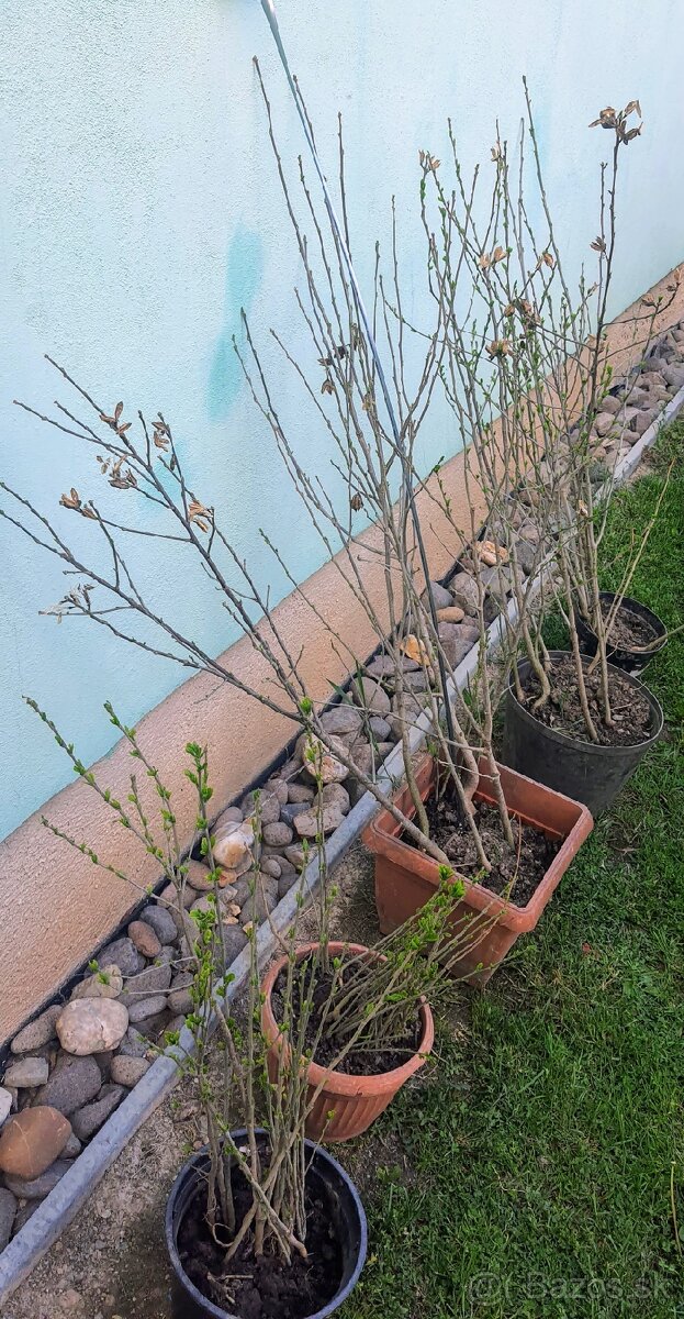 Ibištek sýrsky - 3