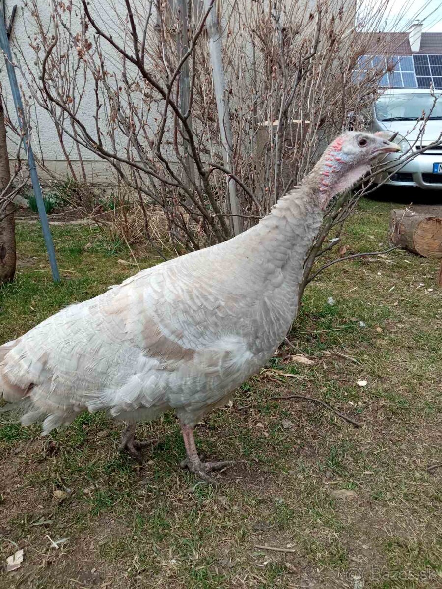 Predám moriaka a morky divé - 3