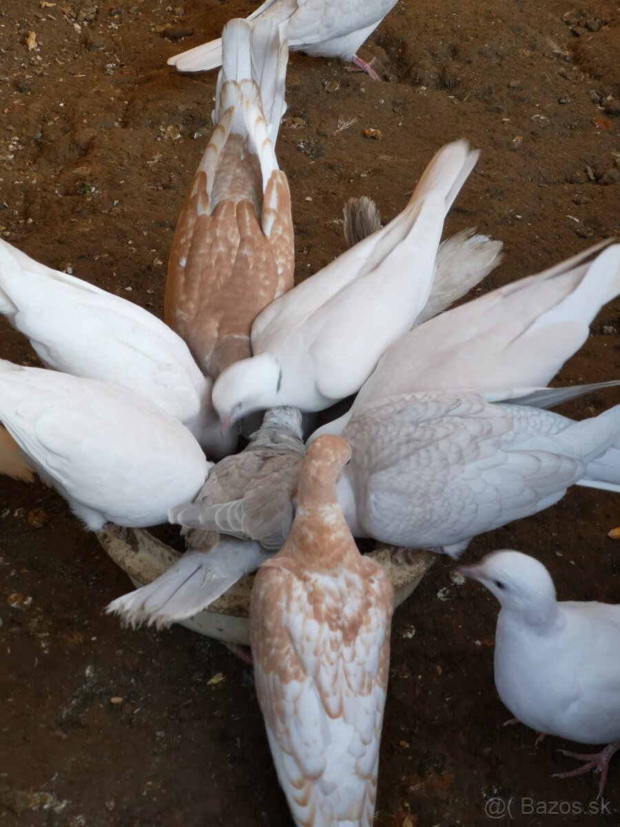 HRDLIČKY CHICHOTAVÉ - 3