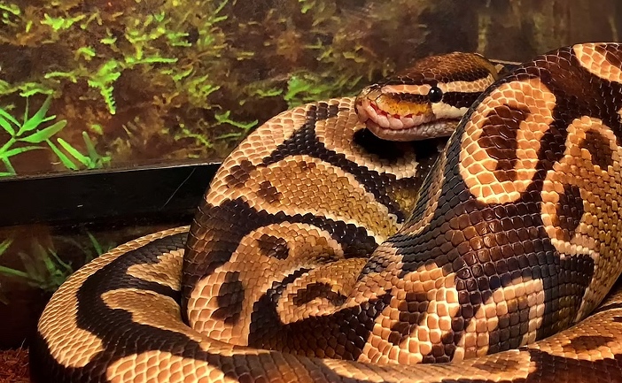 Python regius,ball python - 3