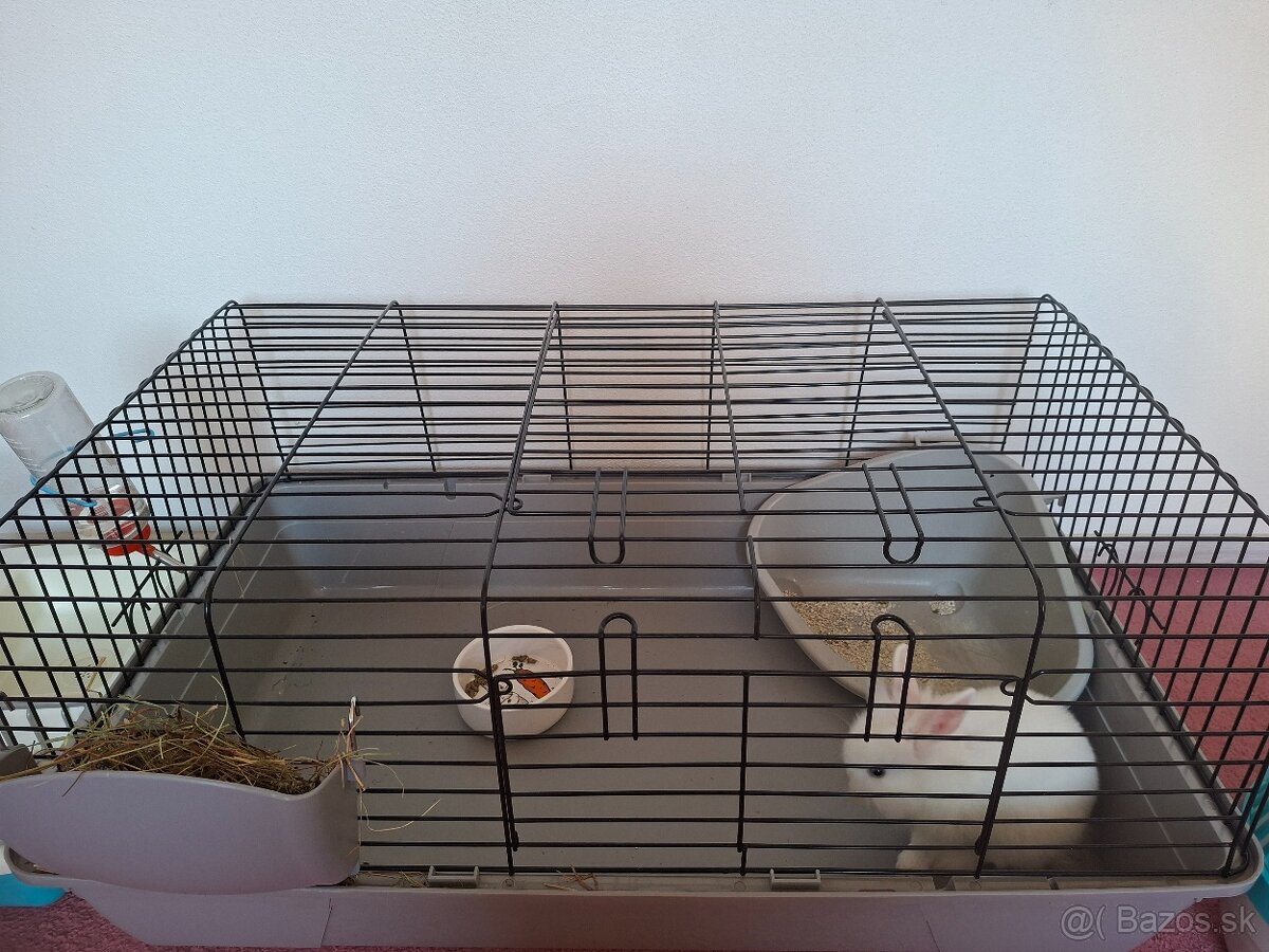 Zakrsly králik levík s modrými očkami - 3