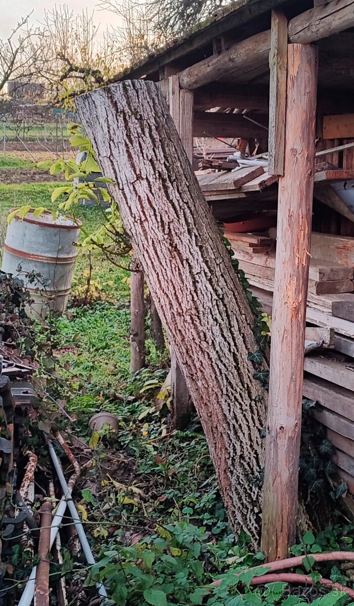 Predám orechové drevo gulatinu - 3