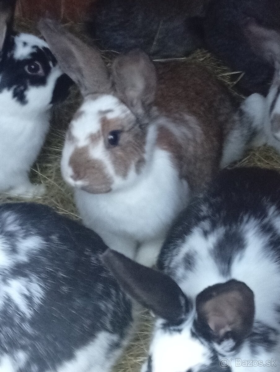 Zajace Samičky a samce - 3