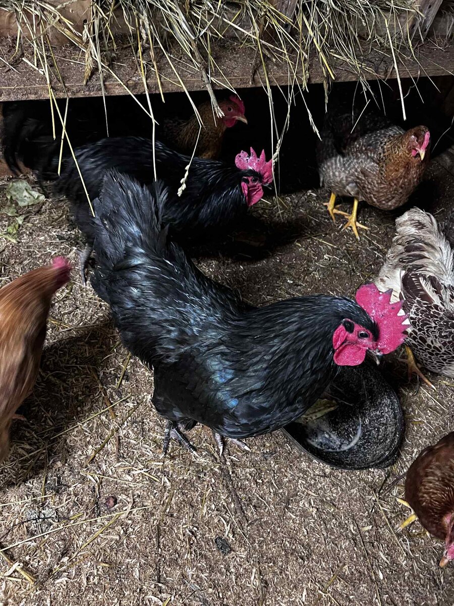 Predám kohútov - 3